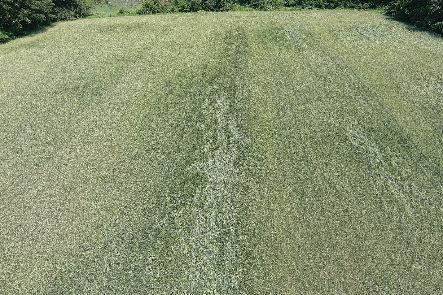 Lodging in a wheat field in St. Joseph County due to high winds overnight on June 13. 